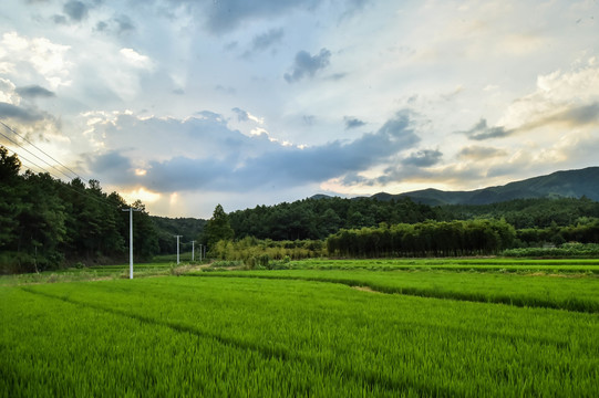 绿稻田