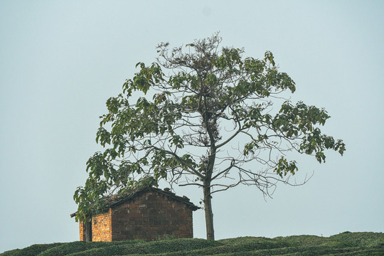 山林树林