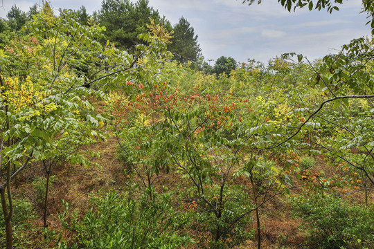 黄山栾树