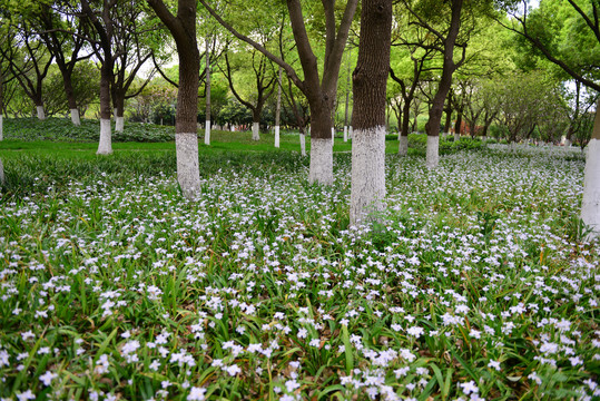 鲜花树林草地