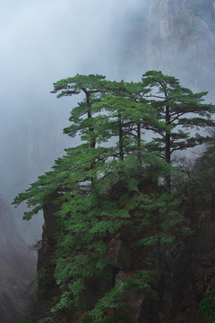 云雾中的黄山松