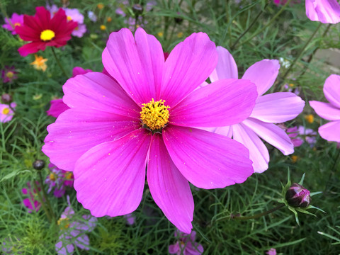 格桑花特写