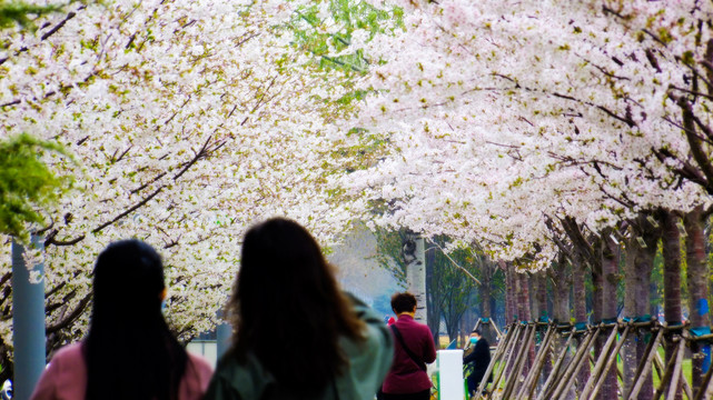 樱花路