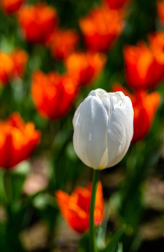 上海中山公园郁金香花开