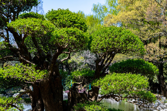 春天的上海中山公园