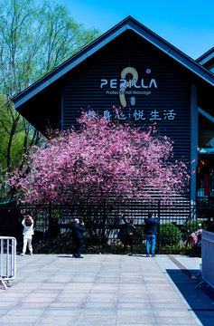 春天的上海鲁迅公园