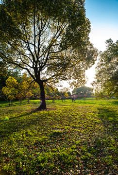 上海共青國家森林公園景色景觀