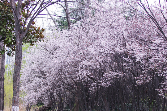 紫叶李