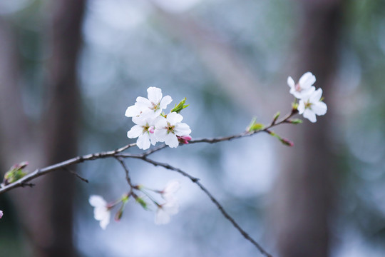 樱花