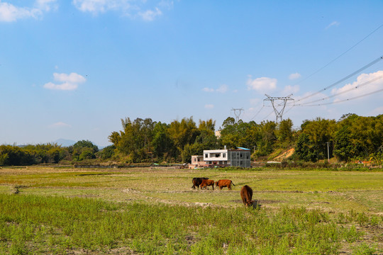 乡村田野