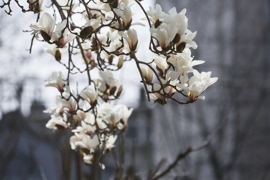 玉兰花开