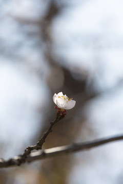 桃花迎春开