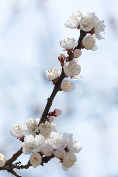 桃花迎春开