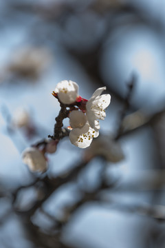 桃花迎春开