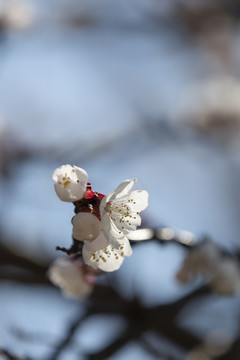 桃花迎春开