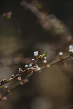 桃花迎春开