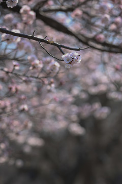 桃花迎春开