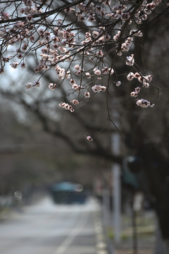 桃花迎春开