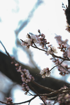 桃花迎春开