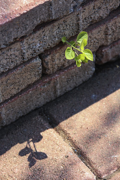 嫩叶春芽