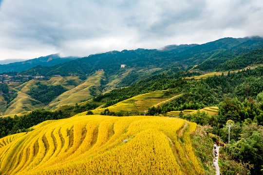 阳朔梯田