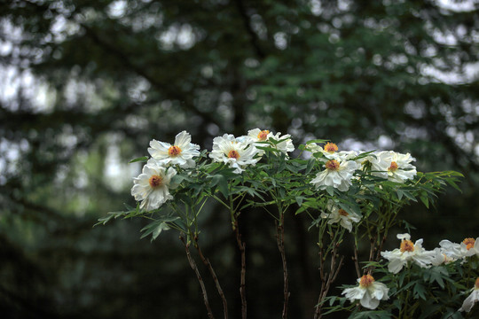 中国国花园白牡丹