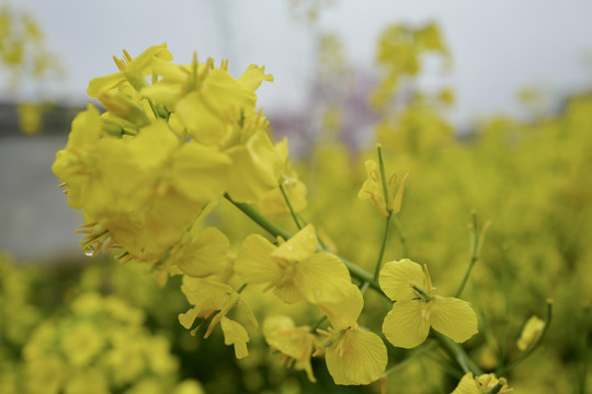 油菜花