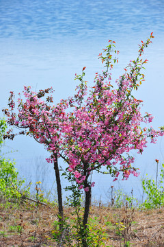 垂丝海棠花