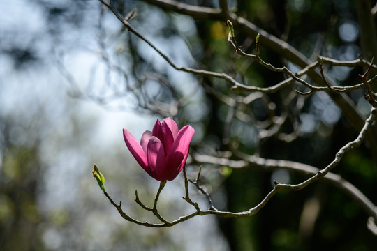 紫色木兰花