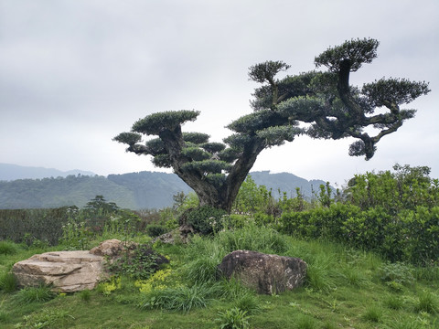 景观橄榄树