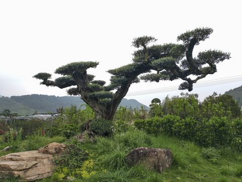 一颗古橄榄树