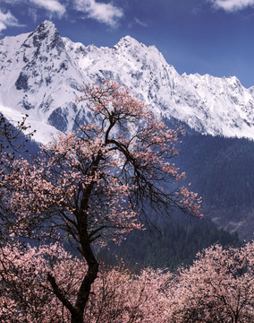 林芝桃花