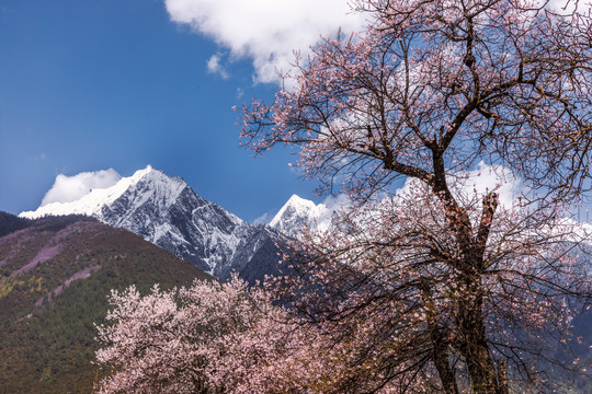 林芝桃花