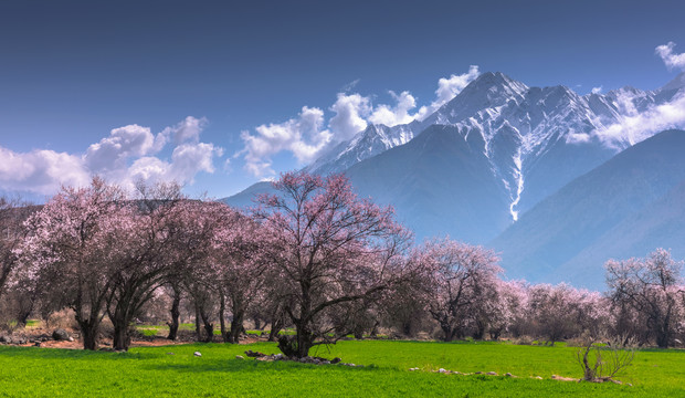 林芝桃花