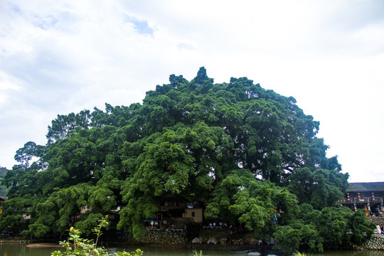 香樟树