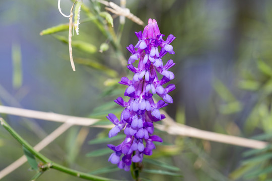 野豌豆