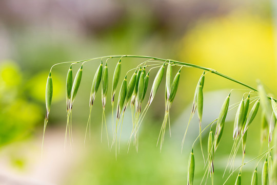 野荞麦