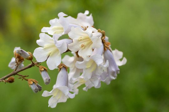 泡桐花