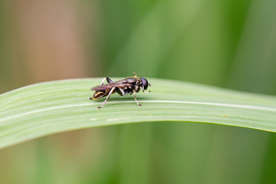 食蚜蝇