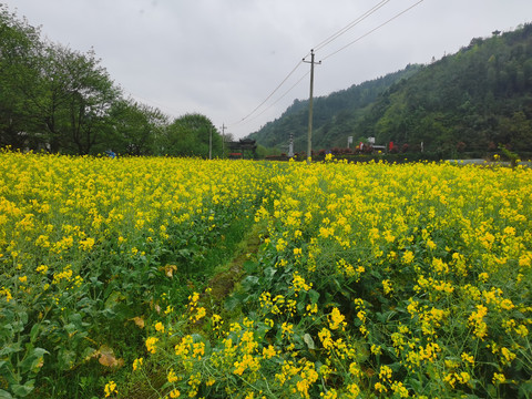 油菜花田