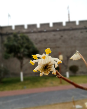 瑞香花特写