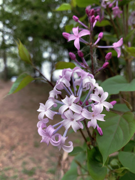 丁香花开