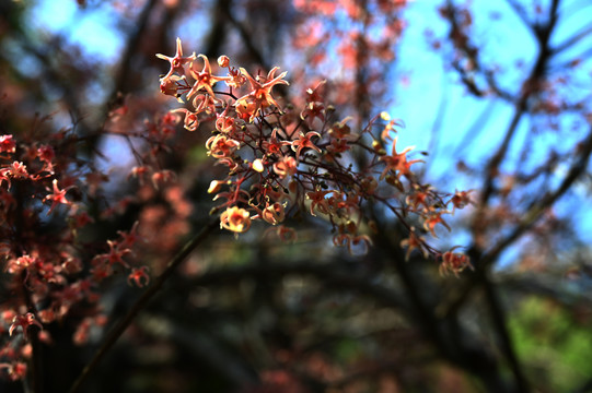 苹婆花