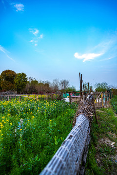 乡村田园油菜花开