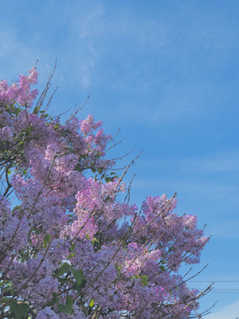 丁香花