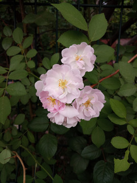 浅粉色野蔷薇玫瑰月季花开