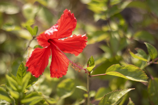 扶桑花