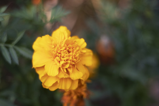 花卉一缎子花