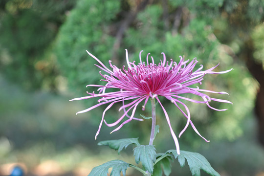 菊花素材