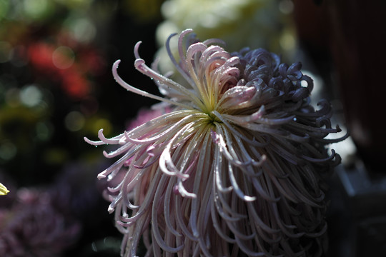 菊花素材